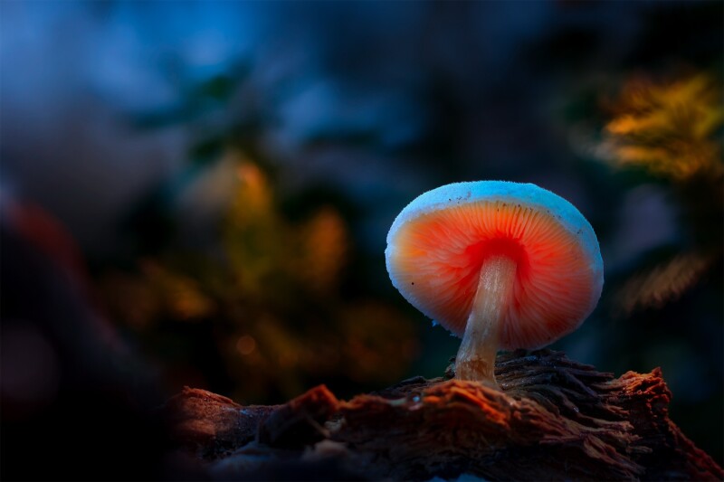 Mushroom_0518.jpg