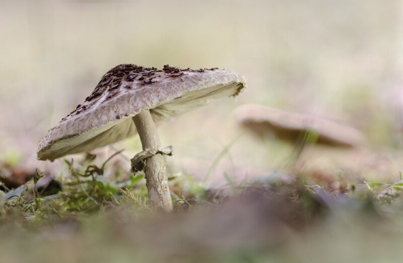 Mushroom_0523.jpg