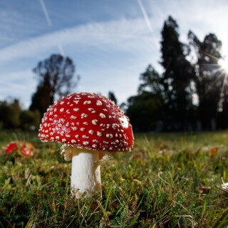 Mushroom_0528