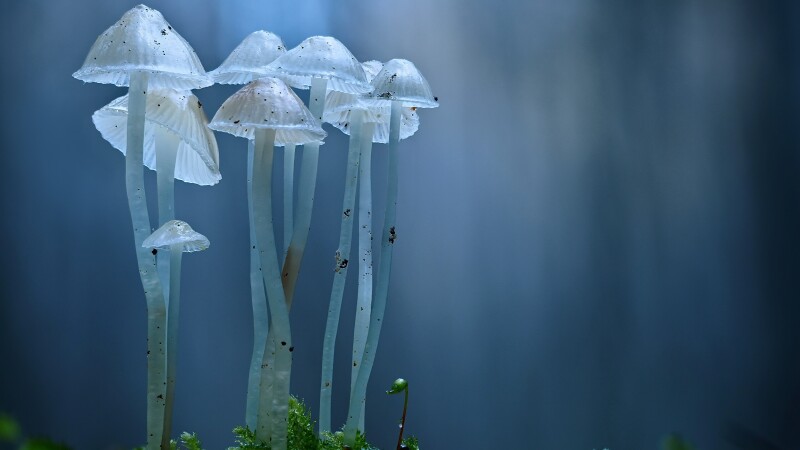 Mushroom_0532.jpg