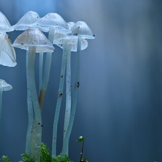 Mushroom_0532