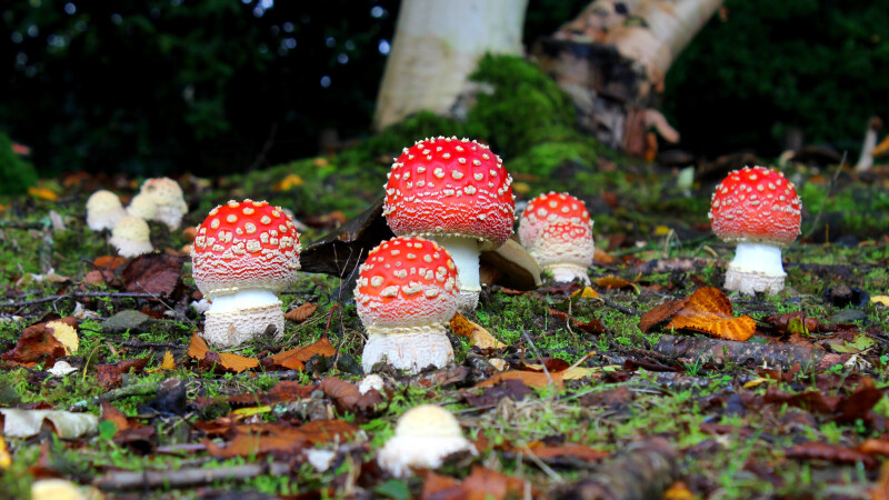 Mushroom_0533.jpg