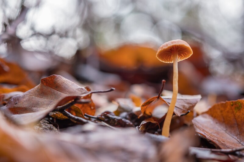 Mushroom_0540.jpg