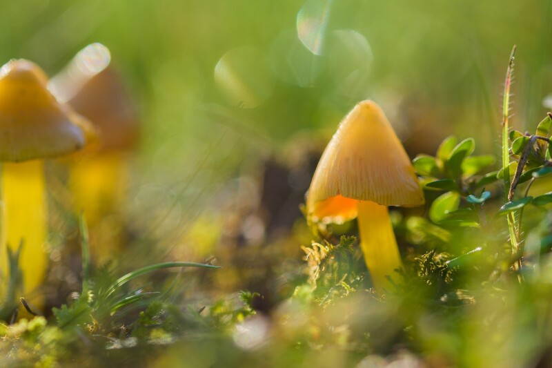 Mushroom_0545.jpg