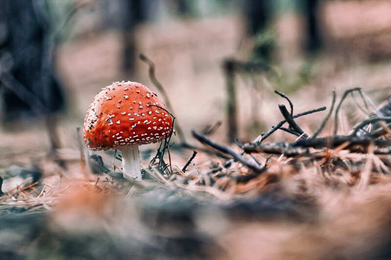 Mushroom_0557.jpg