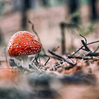 Mushroom_0557