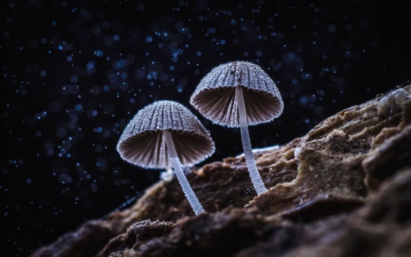 Mushroom_0565.jpg