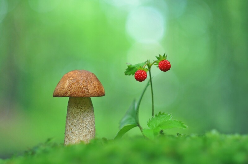 Mushroom_0630.jpg
