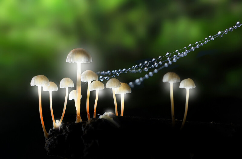 Mushroom_0638.jpg