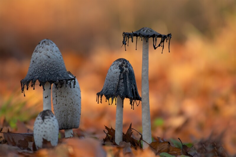 Mushroom_0653.jpg