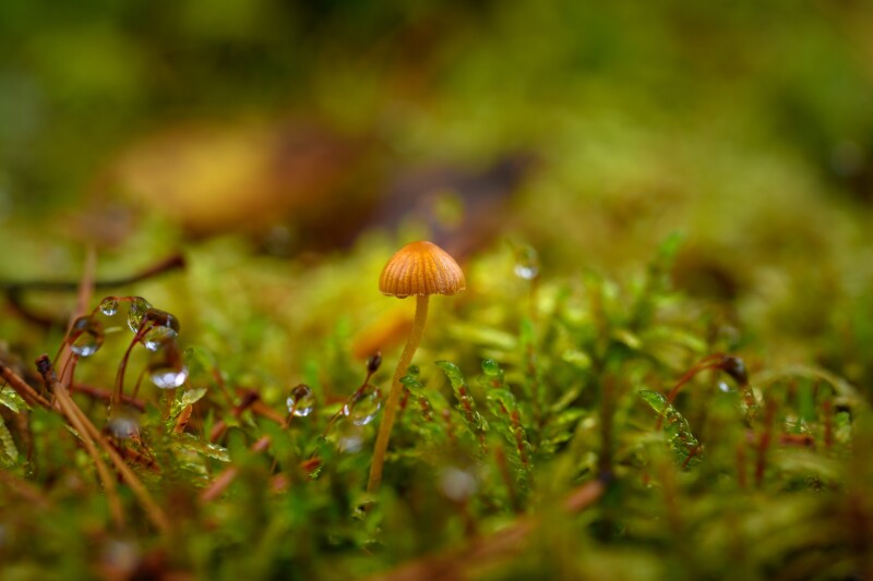 Mushroom_0657.jpg