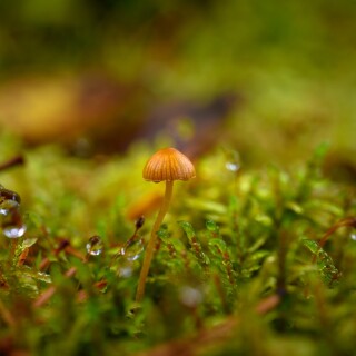 Mushroom_0657