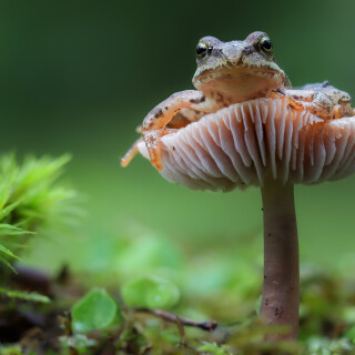Mushroom_0664