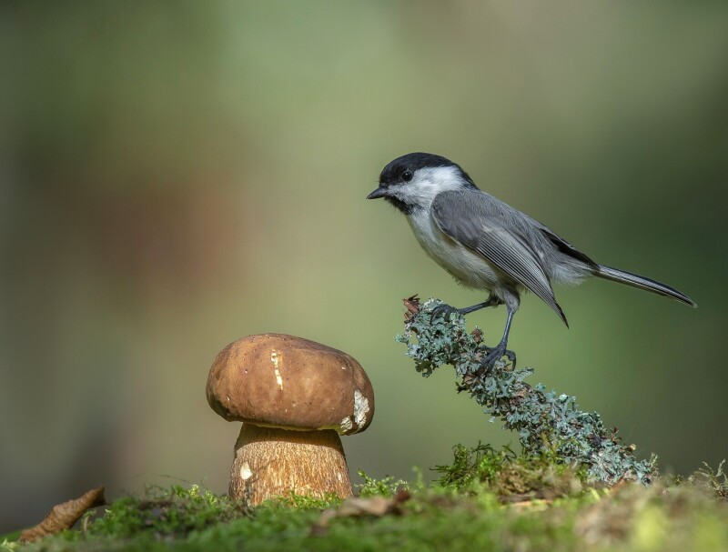 Mushroom_0672.jpg