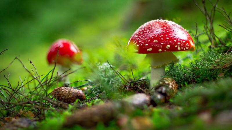Mushroom_0675.jpg