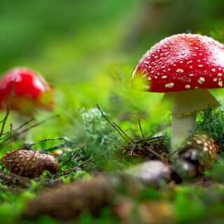 Mushroom_0675