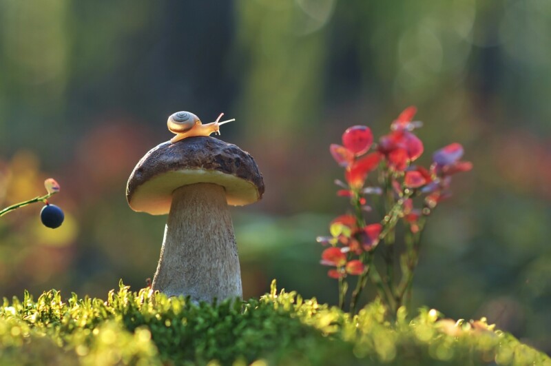 Mushroom_0686.jpg