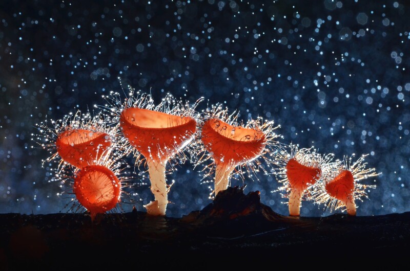 Mushroom_0687.jpg