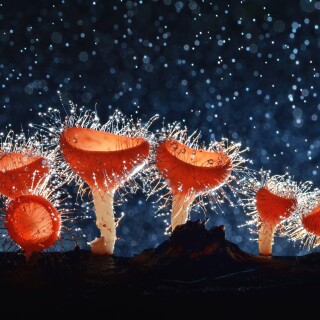 Mushroom_0687