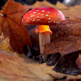 Mushroom_0690