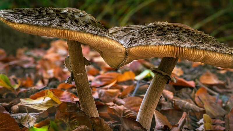 Mushroom_0696.jpg