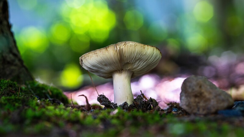 Mushroom_0702.jpg