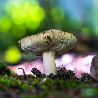 Mushroom_0702