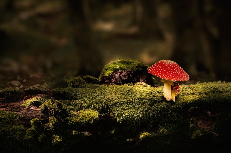 Mushroom_0719.jpg