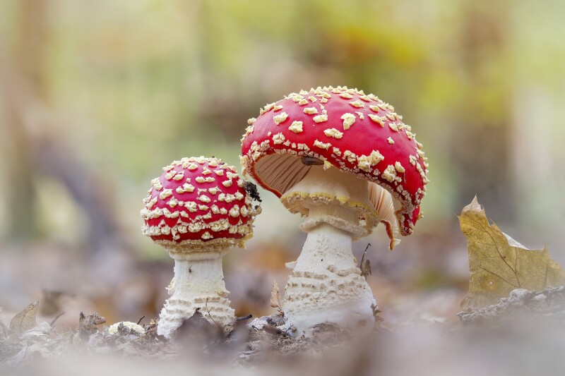 Mushroom_0722.jpg