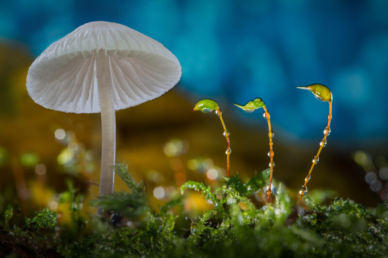 Mushroom_0764.jpg