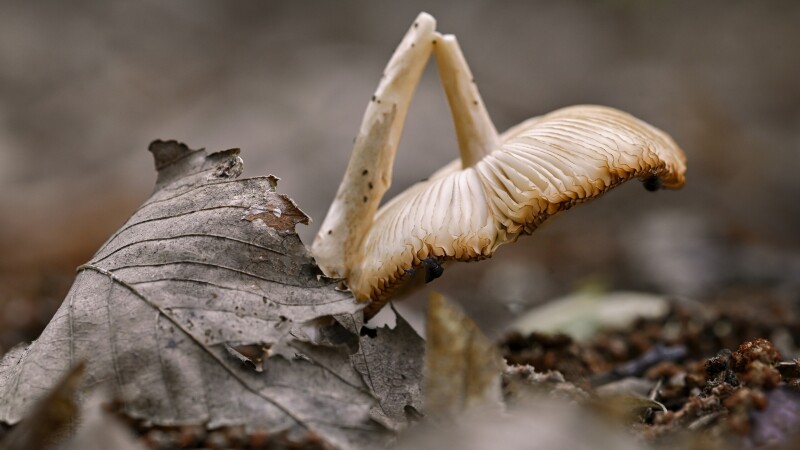 Mushroom_0849.jpg