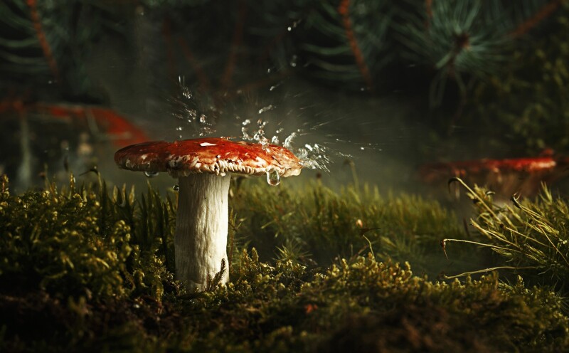 Mushroom_0855.jpg