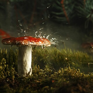 Mushroom_0855