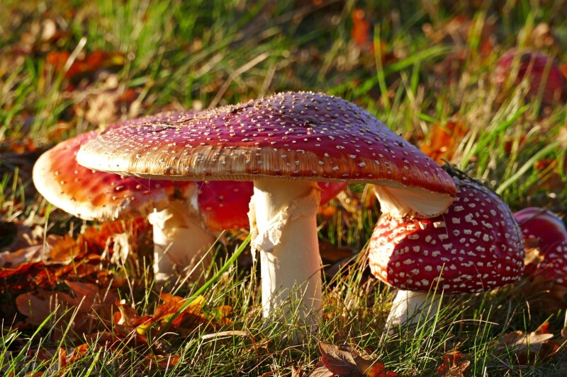 Mushroom_0859.jpg