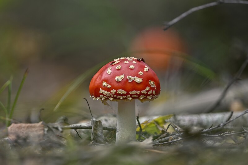 Mushroom_0862.jpg