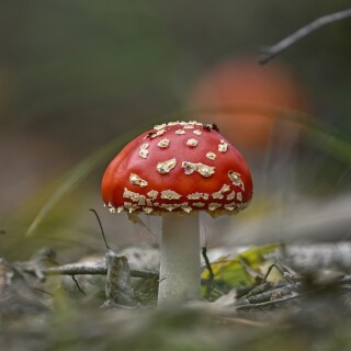 Mushroom_0862