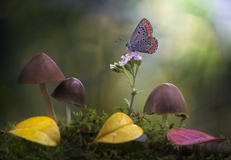Mushroom_0878.jpg