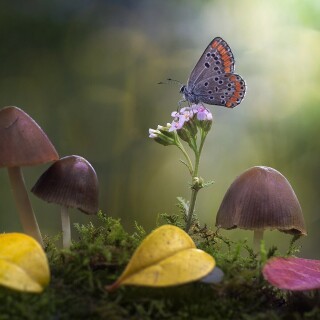 Mushroom_0878