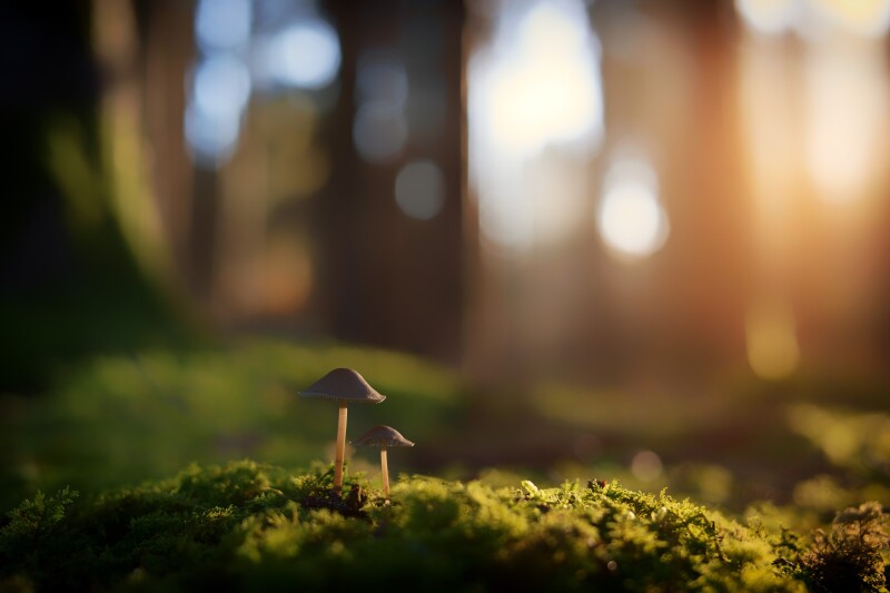 Mushroom_0889.jpg