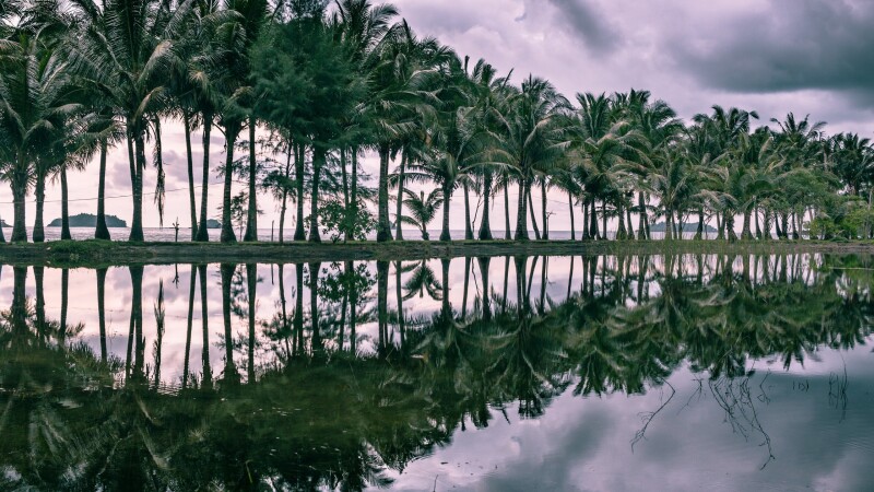 Palm-Tree_0003.jpg