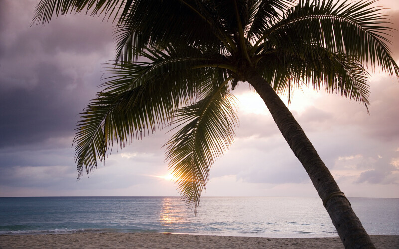 Palm-Tree_0005.jpg