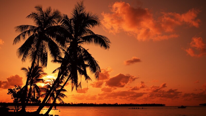 Palm-Tree_0021.jpg