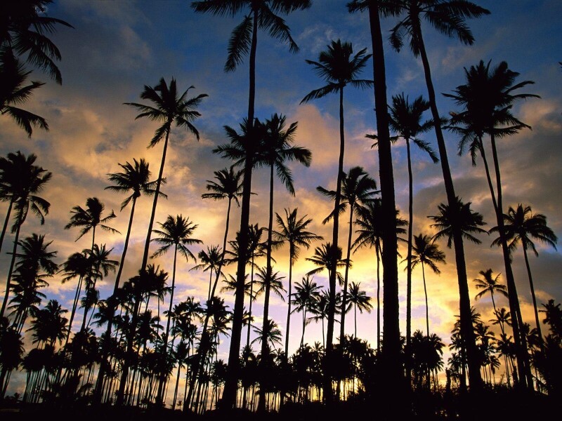 Palm-Tree_0030.jpg