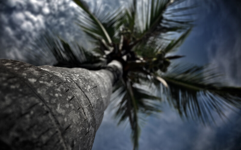 Palm-Tree_0033.jpg