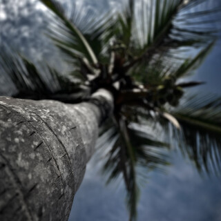 Palm-Tree_0033