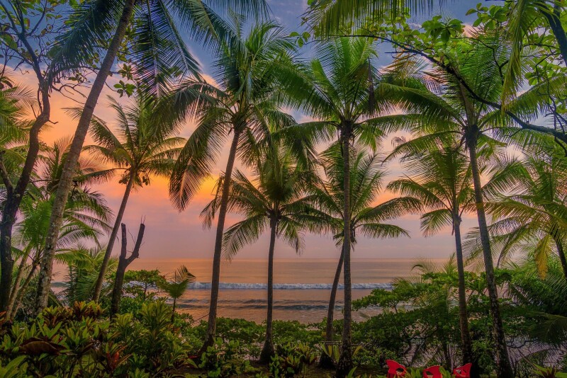 Palm-Tree_0036.jpg