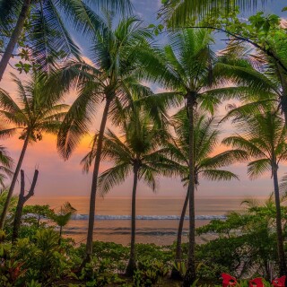 Palm-Tree_0036