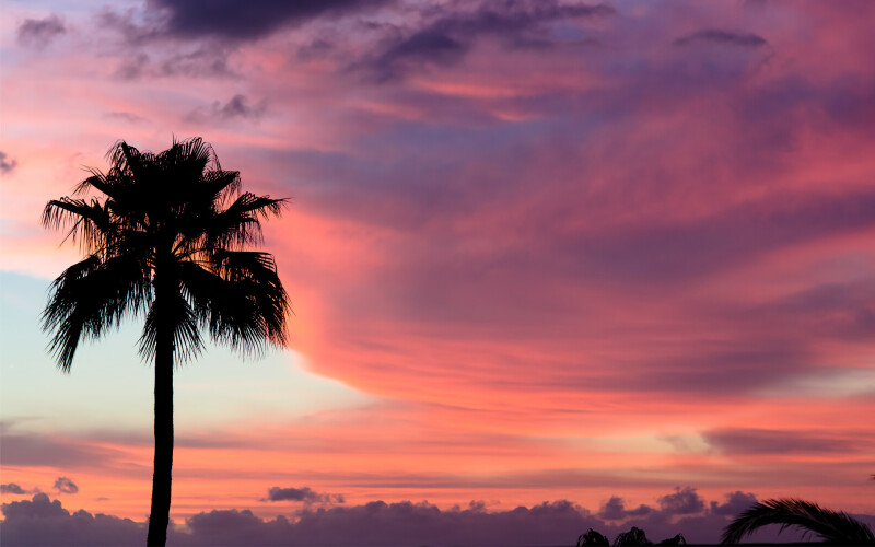 Palm-Tree_0037.jpg