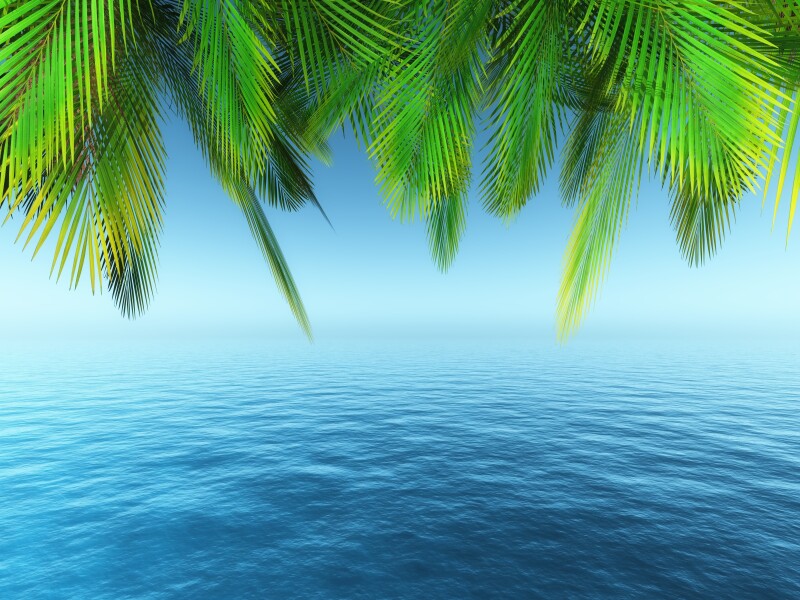 Palm-Tree_0038.jpg