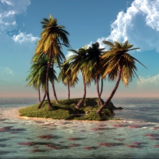 Palm-Tree_0040